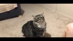 Разборки с котом. Смешной сибирский кот Уссури.