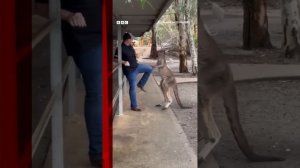 Tourist fights off feisty kangaroo in Australia. #Shorts #Australia #Kangaroo #AnimalPark #BBCNews