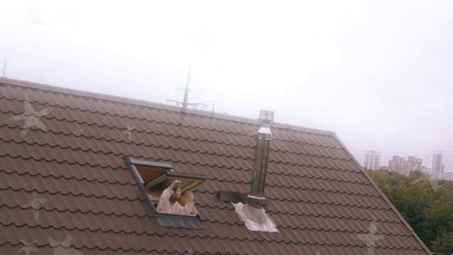 обретая дом смотреть онлайн