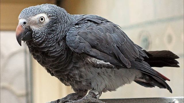 Попугай жако, имеет огромный словарный запас в 1500 слов. смотреть онлайн