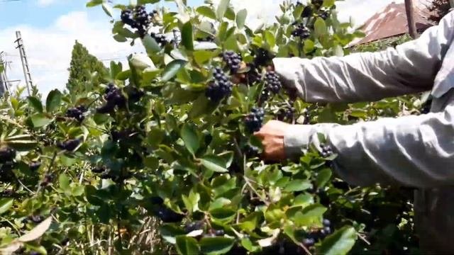 Aronia Melanocarpa 