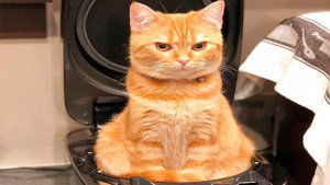 Я РЖАЛ ЦЕЛЫЙ ЧАС?ПОДБОРКА СМЕШНЫХ КОТОВ И СОБАК ДЛЯ ХОРОШЕГО НАСТРОЕНИЯ? #17