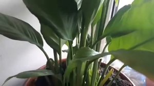 Что делать чтобы зацвел спатифиллум...