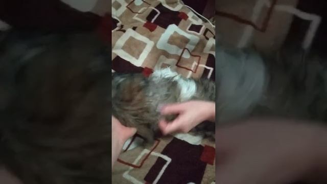 Как сушить щенка после купания смотреть онлайн