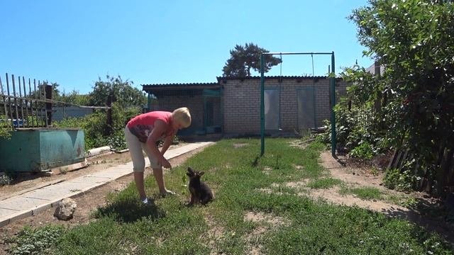 Воспитание щенка. Обучающие игры со щенком.