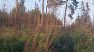 Электричка Кузнечное - Санкт - Петербург. Вид от Кузнечного по Приозерск.
