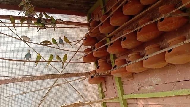#budgies #java #long tail смотреть онлайн