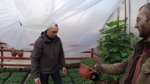 Выращиваем рассаду на продажу.На что стоит обратить внимание