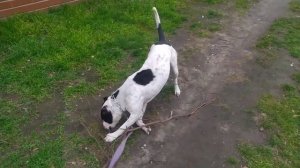 Помесь Питбуля и Стаффорда | собаки | dogs | pitbull | staff