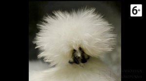 Удивительные соседи. Китайская шелковая курица