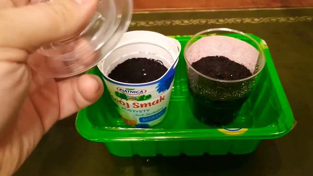 13.09.2020 дата посадки семян Баклажана ГОЛДЕН ЭГС от компании SeedEra смотреть онлайн