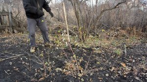 Посадка яблонь Голден дилешес Флорина Эрли женева. Planting of apple trees Golden