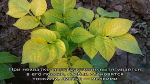 Как правильно обрезать ботву у картофеля и зачем это нужно