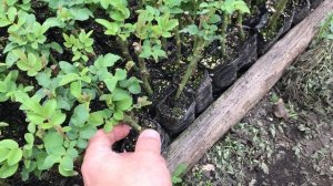 Здесь берет своё начало Эквадорская роза