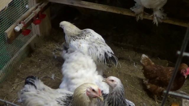 Лучшие породы для начинающих птицеводов