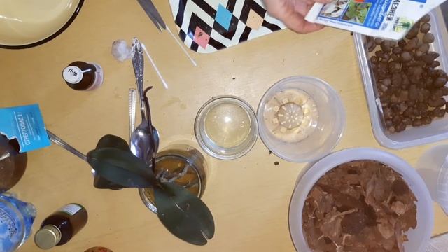 Пересадка и реанимирование орхидеи смотреть онлайн