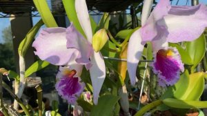 风姿绰约的原生种卡特兰拉比阿塔 Cattleya labiata 'September Mist'