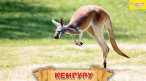 Обучающее видео для детей. Слова. Дикие животные.