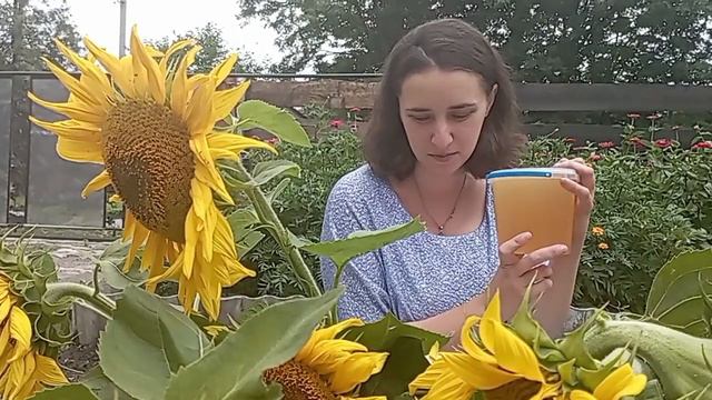 Подсолнечный мёд, согретый солнцем. О его пользе и применении. смотреть онлайн