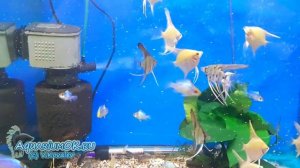 Как приготовить лечебный корм для рыбок против гексамитоза и гельминтоза.