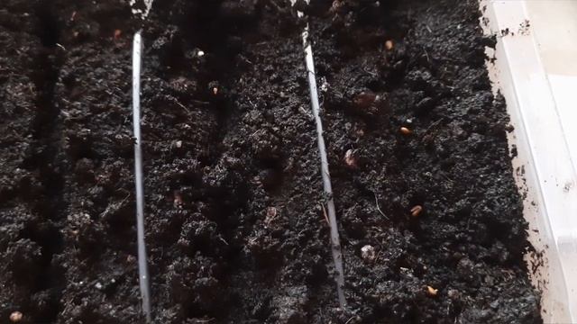 Посадка пятилетних семян томатов//Какая всхожесть???//13.03.23??? смотреть онлайн