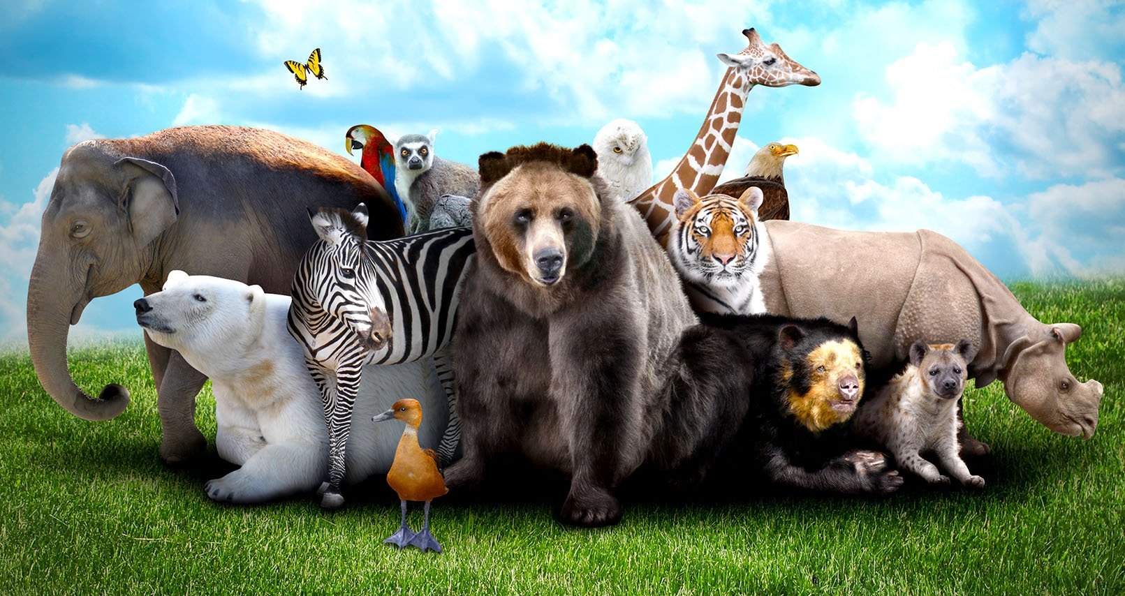 Моя новая жизнь в мире зверей 183. Разные животные. Много зверей. Мир животных. Разнообразный мир животных.