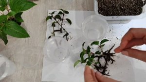 Фуксия/укоренение в вермикулите/ЧАСТЬ 1