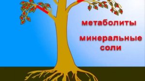 Обучающий мультфильм - Почему желтеют и падают листья Развивающий мультик для детей.mp4