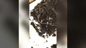 Белые вредители в цветочном горшке. Вот так выглядит корневой червец!