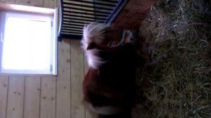 минилошадь порода фалабелла