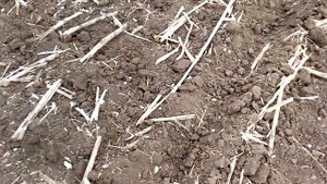 Посадка чеснока 2021