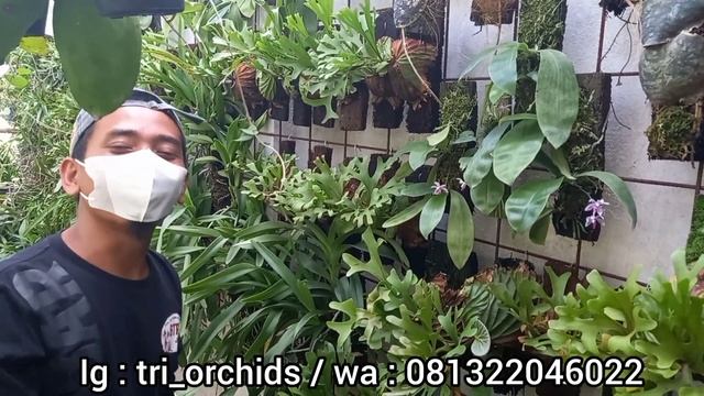 Kebun Anggrek Bulan Species Terlengkap di Indonesia смотреть онлайн