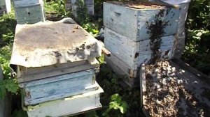 выход роя с неплодной маткой и возвращение роя в свой улей ( часть 2 )
