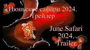 Июньское сафари 2024. Трейлер