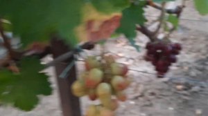 НОВИНКИ!!! ГФ Винограда КУПЕЦ и ПАРТНЁР. (Калугин В.М.). 27.08.2023г.