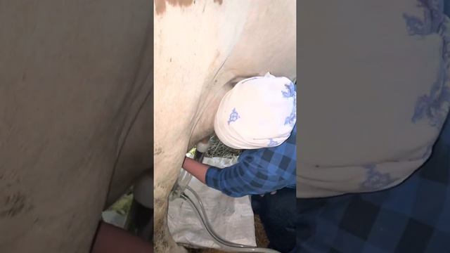 Как привязать корове хвост.