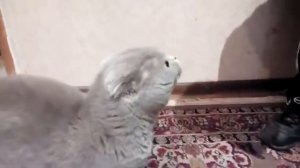 Махачкала.Кошка защищает ребёнка от чужого человека