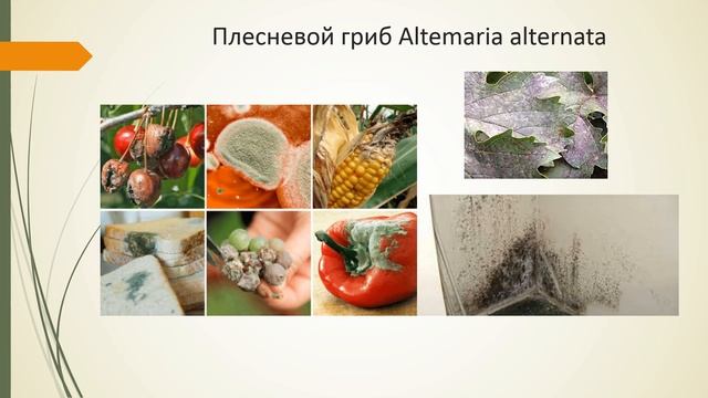 АЛЛЕРГИЯ. Часть 4 - аллергические реакции на плесневые грибы