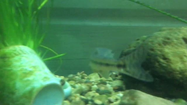 Пескарь Саша в домашнем аквариуме + Караси в конце видео.. смотреть онлайн