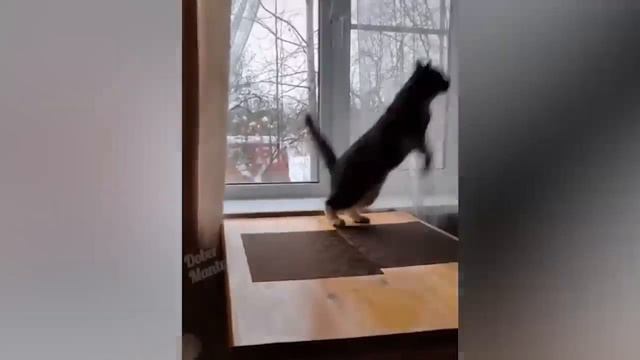 СМЕШНЫЕ КОШКИ 2021 И ДРУГИЕ ЖИВОТНЫЕ 14 МИНУТ СМЕХА СМЕШНЫЕ ЖИВОТНЫЕ 2021 ЛУЧШИ смотреть онлайн