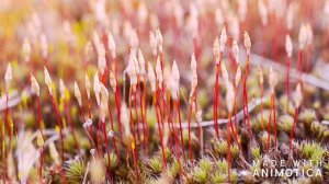 Кукушкин Лён