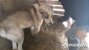 САО.Алабаи-Волкодавы. Наши собаки. Зима. Каррманная собачка-Алабай!/Alabai Wolfhounds.