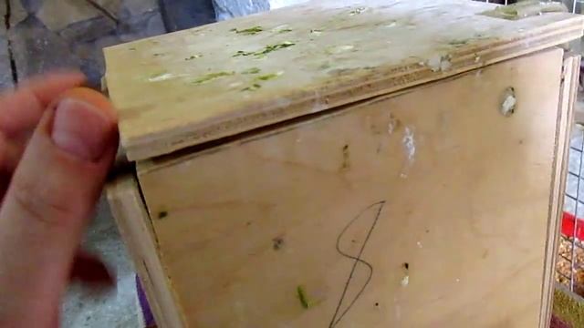 #Волнистые попугаи, осмотр гнезд смотреть онлайн