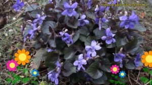 Виола лабрадорская. Краткий обзор, описание характеристик, где купить рассада viola labradorica