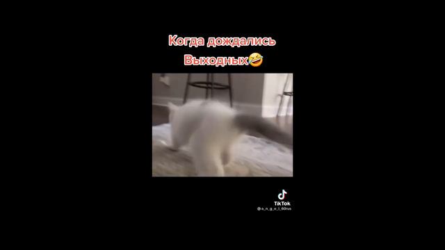 ЛУЧШЕЕ ИЗ ТИК ТОК | КАРНАВАЛ , КАРАМБЕЙБИ, КАРИНА КРОСС, ПОКРОВ | ТИК ТОК ПОДБОРКА смотреть онлайн