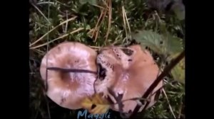 Грибы Мокрухи еловые - супер грибы.