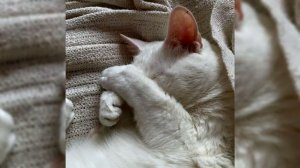 Кхао мани. Плюсы и минусы, Цена, Как выбрать, Факты, Уход, История