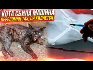 Кот не может встать и кидается, сбила машина.