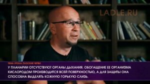 Тип Плоские черви. Биология 7 класс. Классы, строение плоских червей. Ленточные черви Паразиты. ЕГЭ