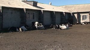 Далеко, далеко... На лугу пасутся КО...